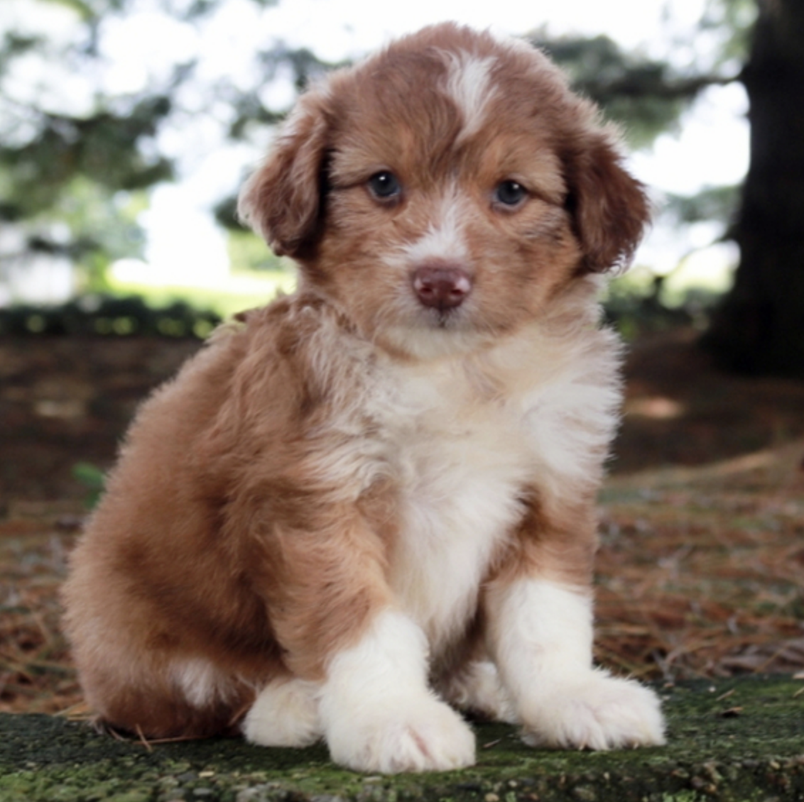 comprar cachorros sanos, baratos y asequibles para la venta